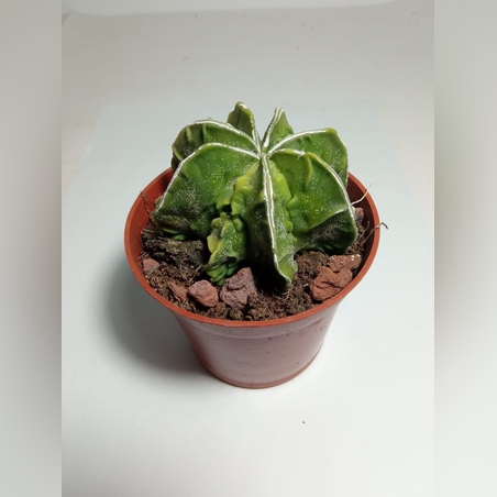 אסטרופיטום Astrophytum myriostigma fukuryu פס לבן