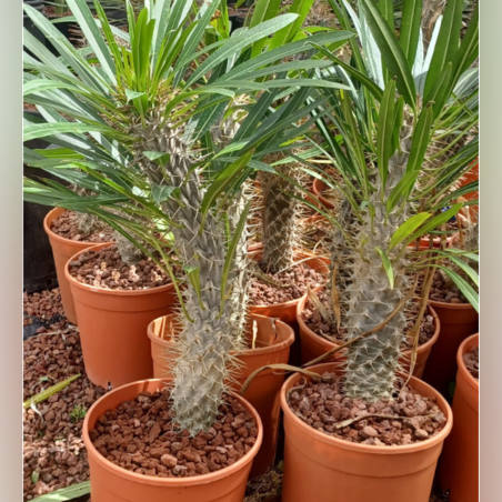 עב גזע הרדופי - פכיפודיום בעציץ 18 (עד גובה 40)