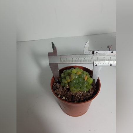 הוורטיה קופרי Haworthia cooperi