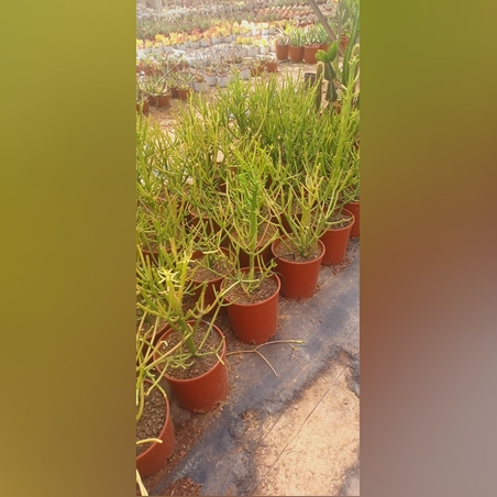 חלבלוב רותמי FIRE STICK בעציץ 18