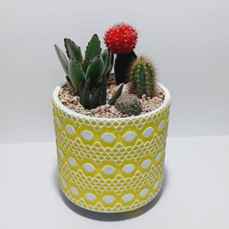 קוקטייל חמישה צמחים עציץ גדול 