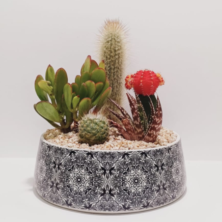 קוקטייל ענק חמישה צמחים עגול שחור