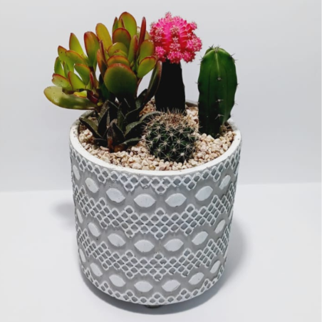 קוקטייל חמישה צמחים עציץ גדול 