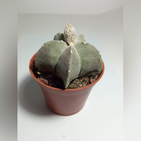 אסטרופיטום Astrophytum myriostigm onzuka