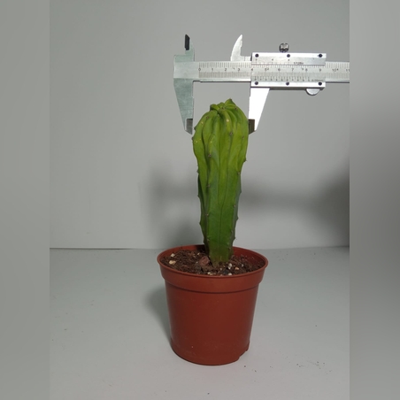 מרטילו קקטוס קיסטטה Myrtillocactus Cristata