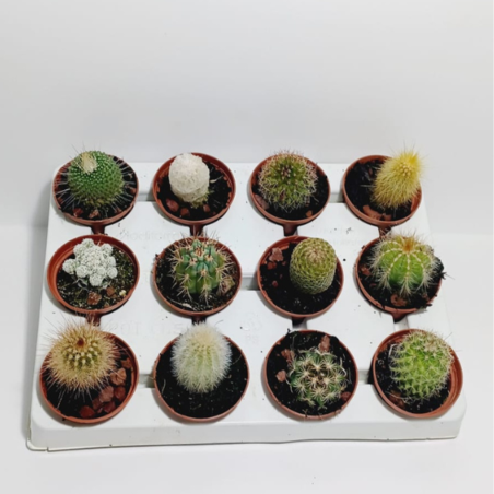 מגש 12 מגוון קקטוסים קוטר 6.5
