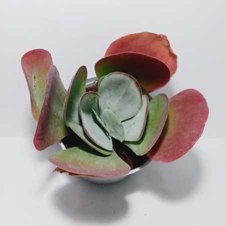 ניצנית מכבדית Kalanchoe thyrsiflora