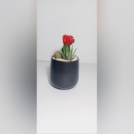 קוקטייל שלושה צמחים בקרמיקה חלק שחור