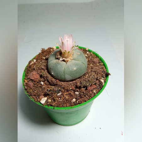 Lophophora Williamsii