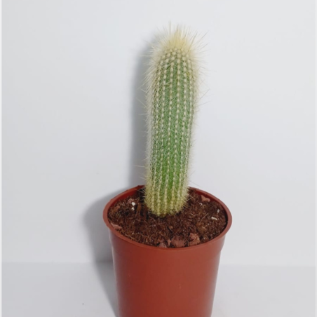 קליסטוקקטוס בעציץ ק.11