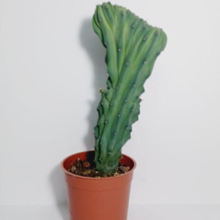 קקטוס מרטילו קריסטטה בעציץ ק.11 SMALL