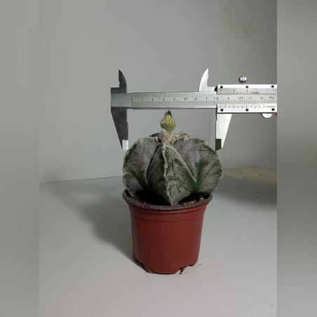 Astrophytum myriostigma cv. ONZUKA