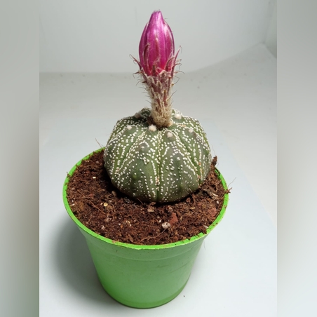 אסטרופיטום אסטריאס Astrophytum asterias super kabuto special pink flower פריחה ורודה
