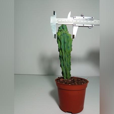 מרטילו קקטוס קריסטטה Myrtillocactus Cristata