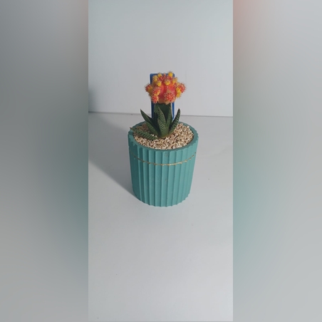 קוקטייל שני צמחים טורקיז פס זהב