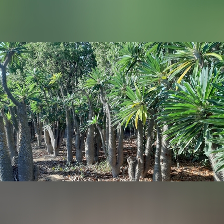 פכיפודיום בוגר מהאדמה(גובה 200 מפוצל עם זרועות)