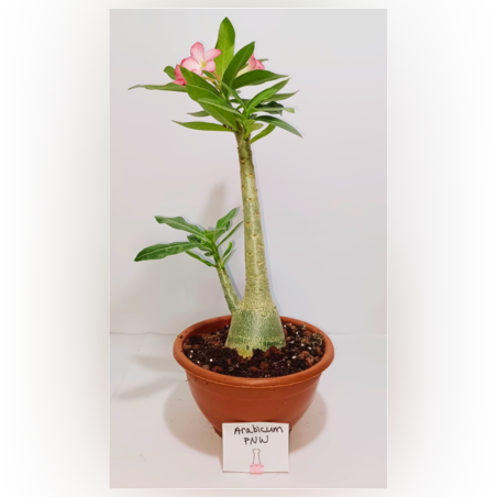 אדניום ARABICUM PNW