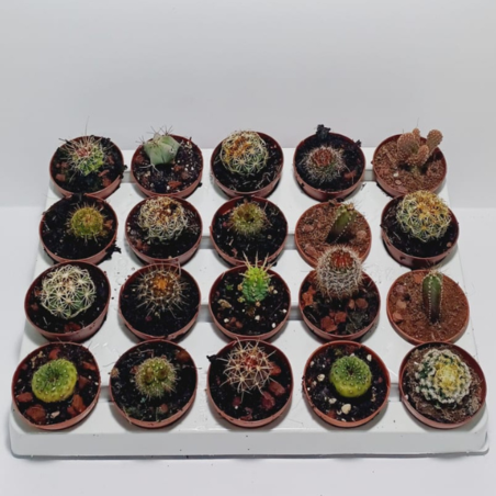 מיקס מגש 20 קקטוסים קוטר 5.5