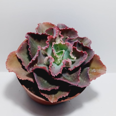 אציווריה Ruffles בקערה