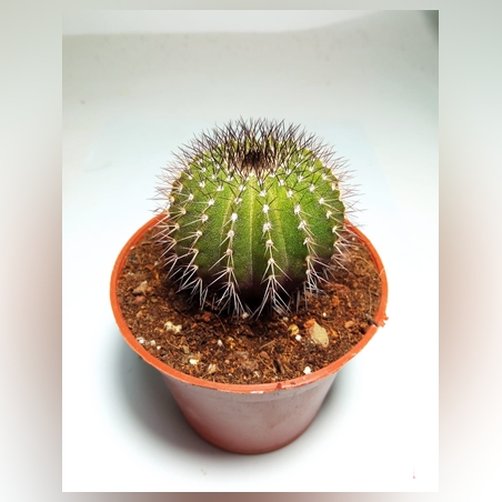 קקטוס Ubelmania Pectinafera