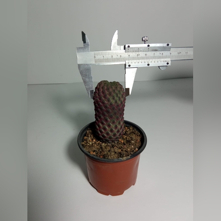 סולקורבוטיה ראוכי Sulcorebutia rauschii