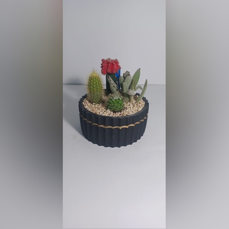 קוקטייל ארבעה צמחים שחור פס זהב