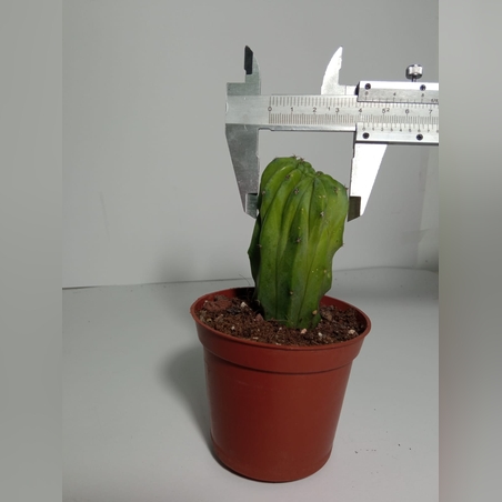 מרטילו קקטוס קריסטטה Myrtillocactus Cristata