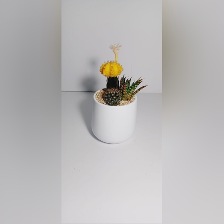 קוקטייל שלושה צמחים בקרמיקה חלק לבן