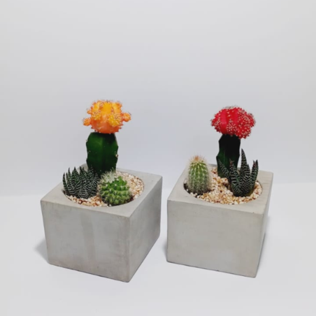 עציץ בטון שלושה צמחים