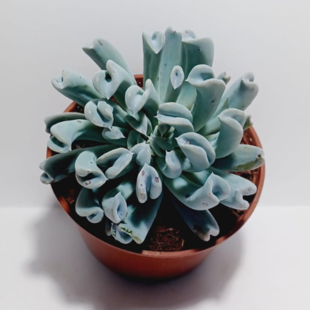 אציווריה Runyonii