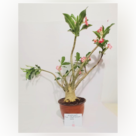 אדניום ARABICUM THAI SOCOTRANUM KHZ