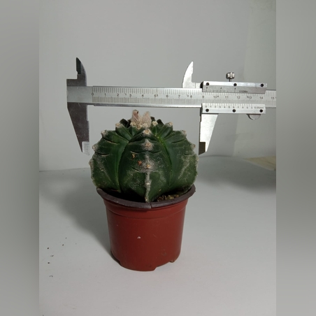 Astrophytum myriostigma cv. kikko