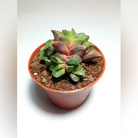 הוורטיה Haworthia retusa