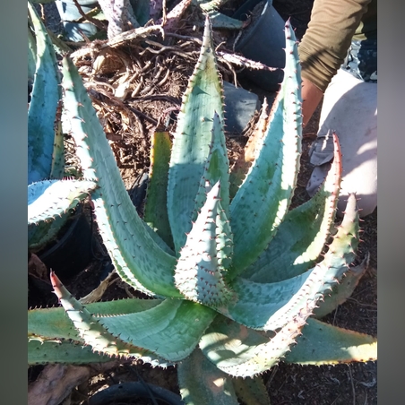 אלוי מרלוטי Aloe marlothii