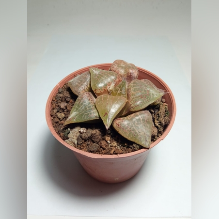 הוורטיה Haworthia comptiana