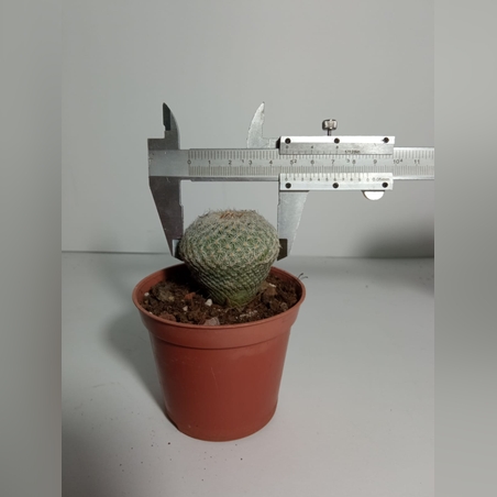 אפיטלנטה מיקרומריס Epitelanta micromeris