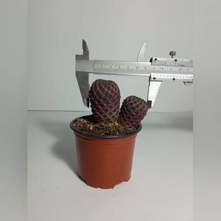 סולקורבוטיה ראוכי Sulcorebutia rauschii