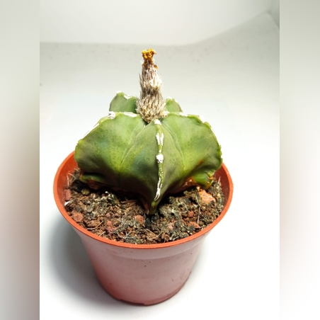 אסטרופיטום  Astrophytum myriostigma var. nudum hybridפס לבן