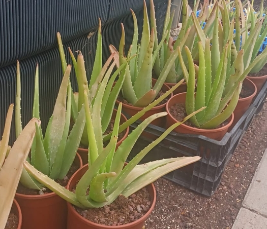 אלוורה בעציץ ק.18