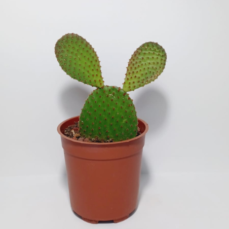 קקטוס אופונטיה בעציץ ק.11