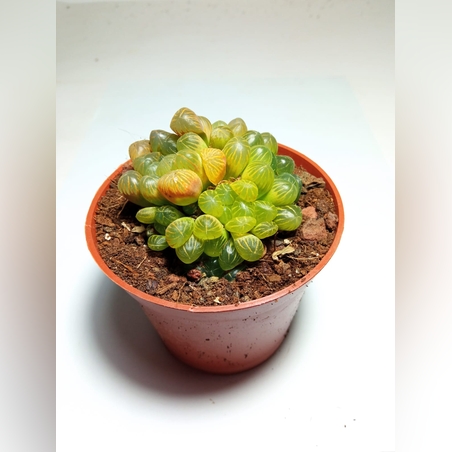 הוורטיה Haworthia cooperi