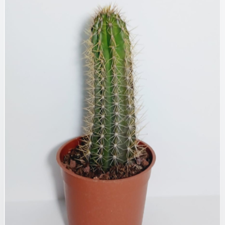 קקטוס עמודי בעציץ ק.11