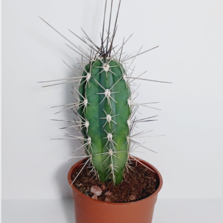 קקטוס סטטסוניה בעציץ ק.11