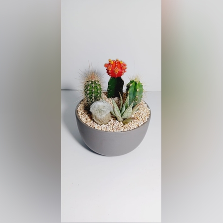 קוקטייל  חמישה צמחים קערה חלק אפור