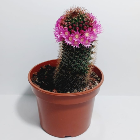 קקטוס ממילריה עציץ 15