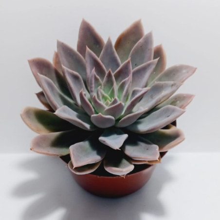 אציווריה Lilaicina