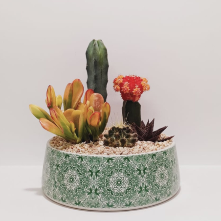 קוקטייל ענק חמישה צמחים עגול ירוק