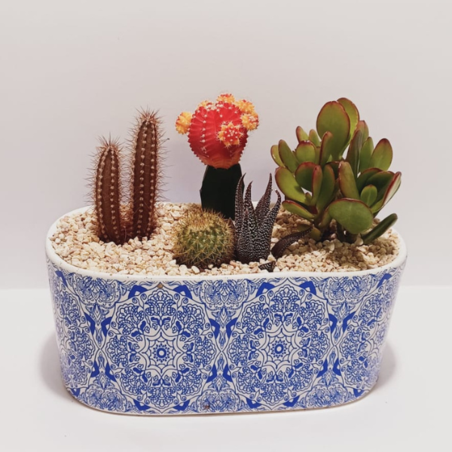 קוקטייל ענק חמישה צמחים אובלי כחול