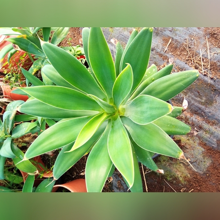 אגבה רכה  Agave attenuata