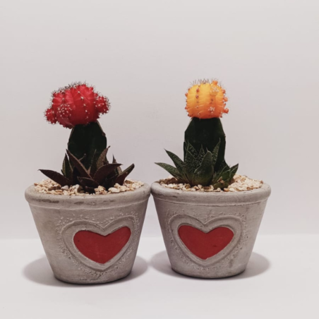 קוקטייל לב שני צמחים